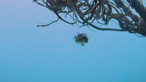 Small-colorful-squid-uses-a-buoy-line-as-protection-on-a-dive-site-in-the-Gulf-of-Thailand