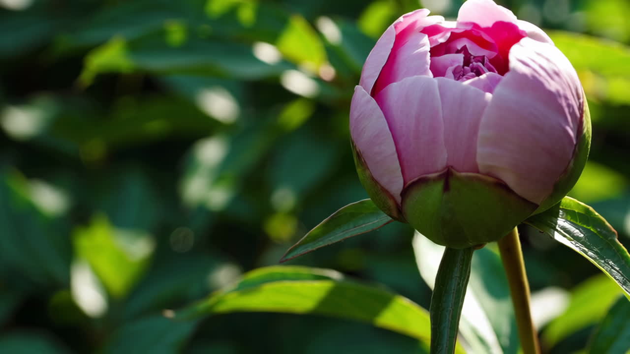 Gros Plan sur un Bouton de Pivoine Rose