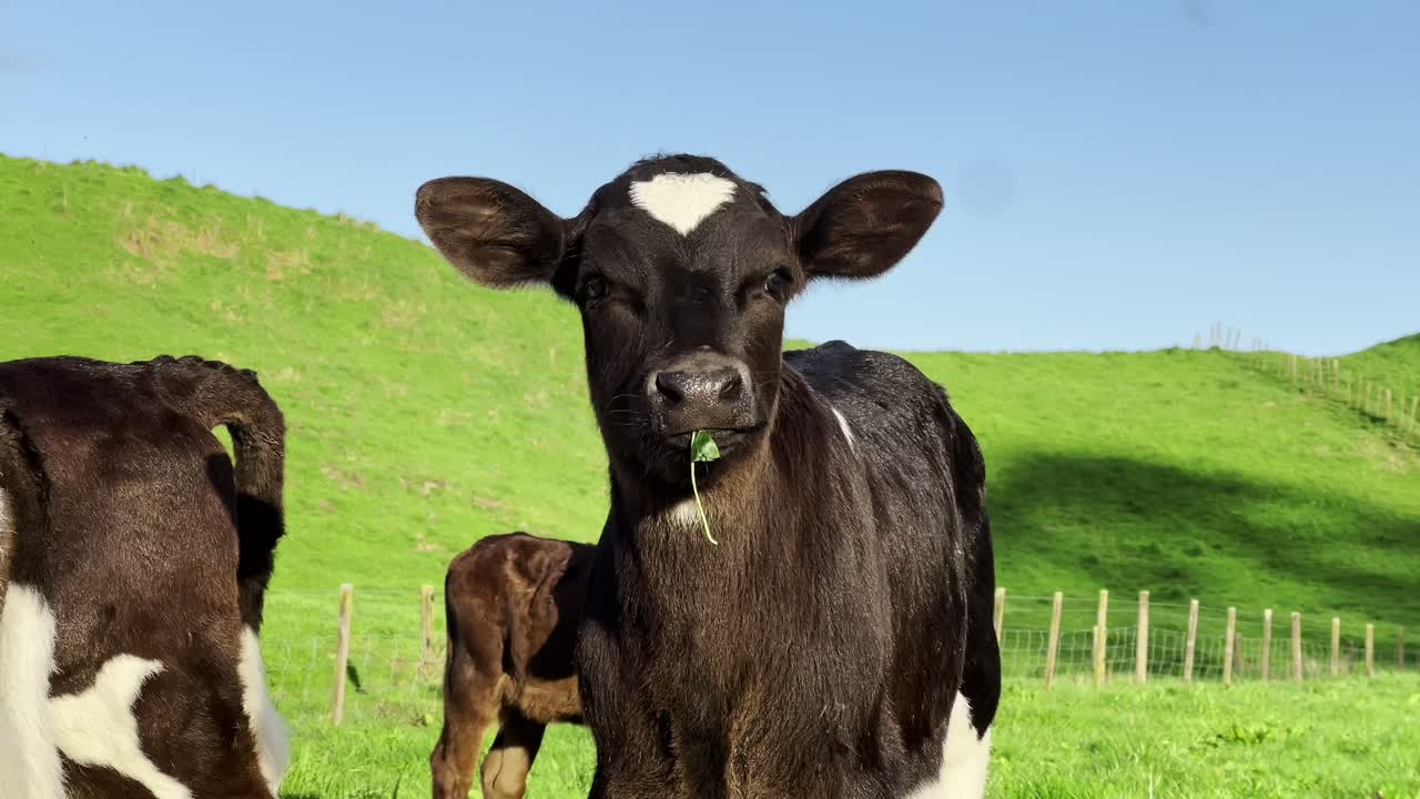 A charming young Holstein Friesian calf with a distinctive heart-shaped marking stands in a lush green pasture on a New Zealand farm. Ideal for themes of dairy farming, new life, and rural tranquility