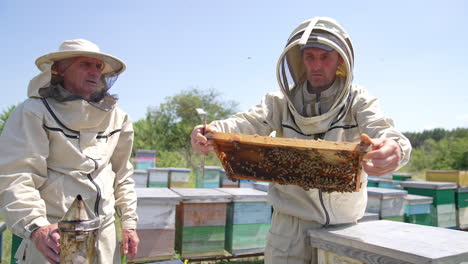 experienced apiarists discussing a honey frame covered with bees. men using special apiary tools in their work. sunny day background.