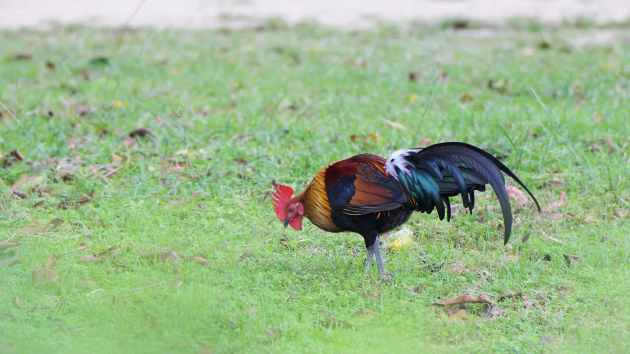 static shot of a colourful cockrel strolling around a meadow on a farm