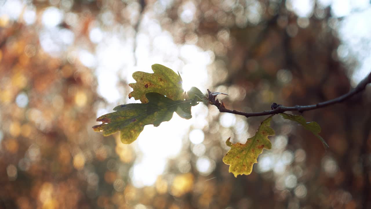 las hojas de un roble en otoño, a la luz de la mañana, de cerca, a cámara lenta