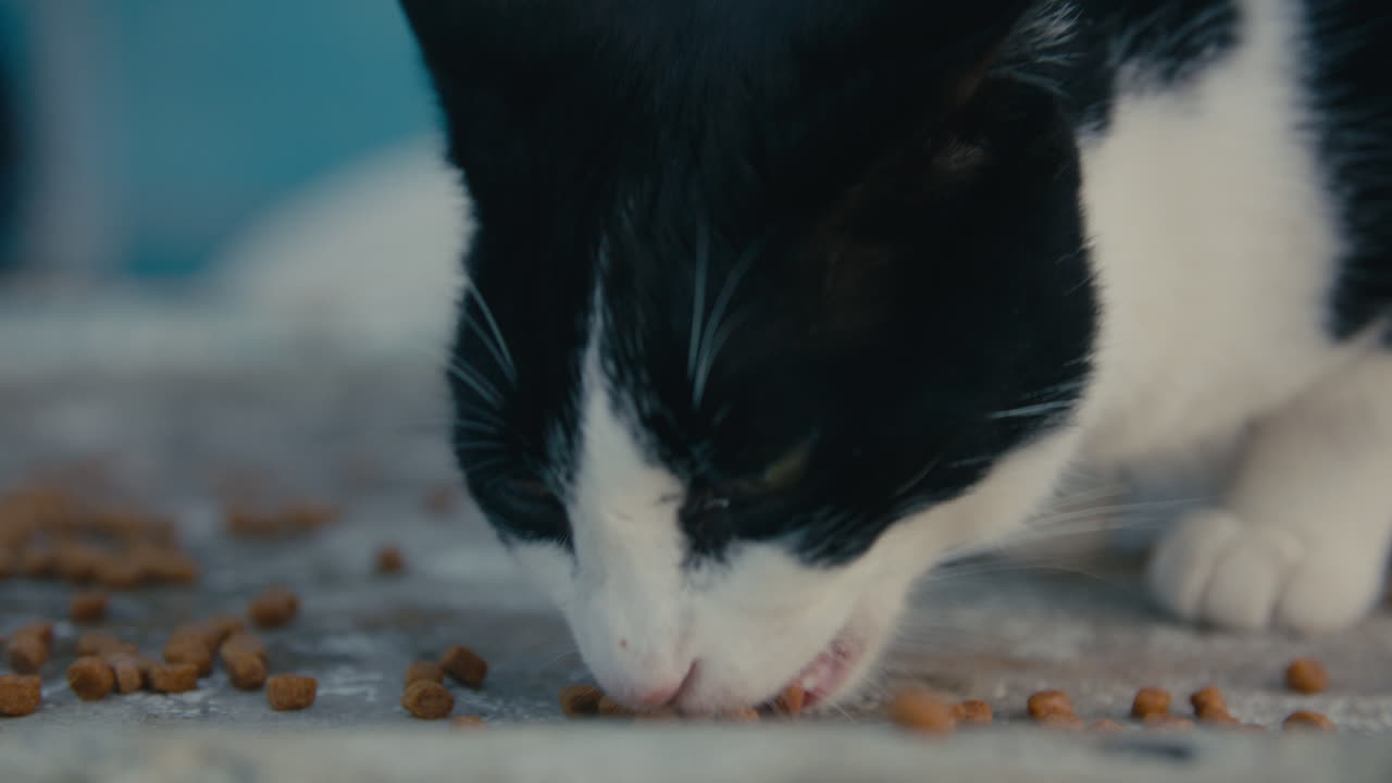 Eine schwarz-weiße Katze, die auf einer rauen Oberfläche verstreutes Trockenfutter frisst. Die geringe Schärfentiefe betont Details und die Persönlichkeit der Katze