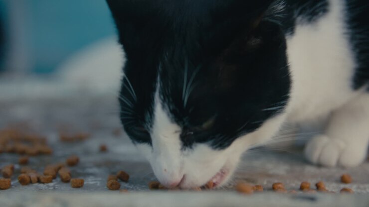 Um gato preto e branco comendo ração espalhada em uma superfície áspera, com profundidade de campo rasa que enfatiza os detalhes e a personalidade do gato.
