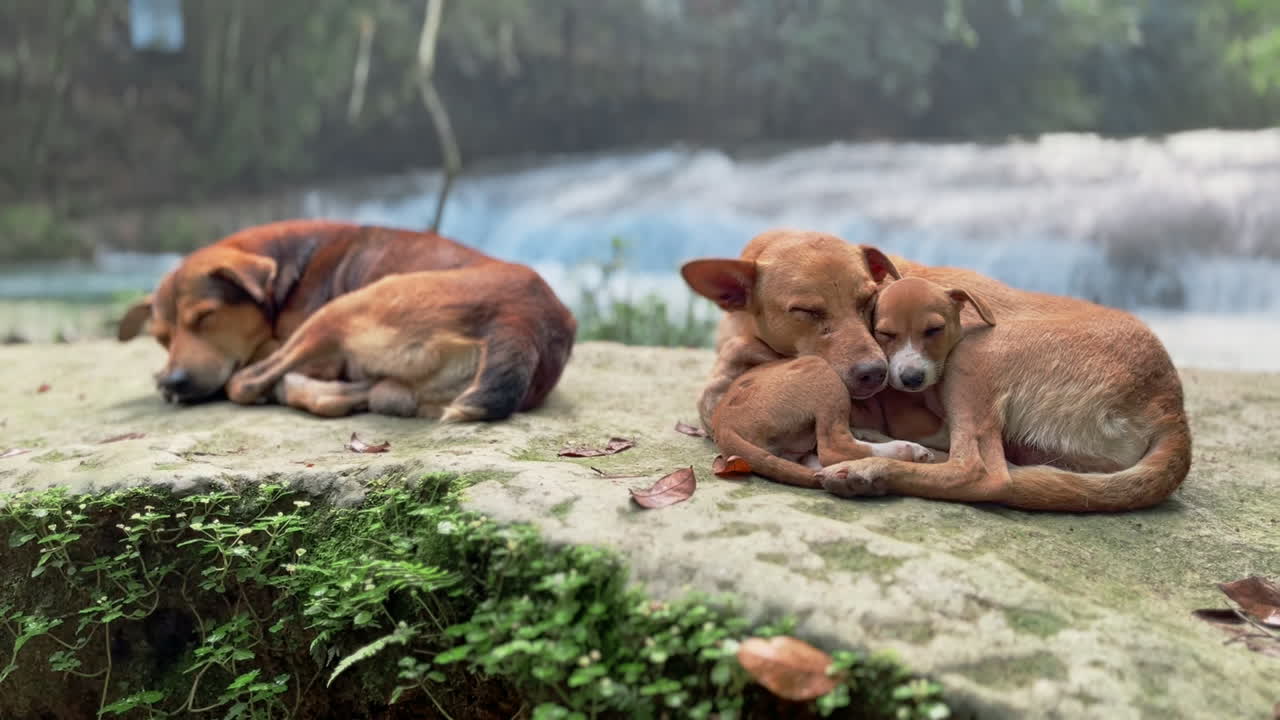 Dogs cuddling on the side of a river