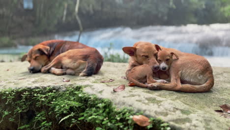 dogs cuddling on the side of a river