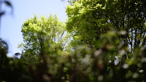 green trees glowing in sunshine behind bushes in foreground