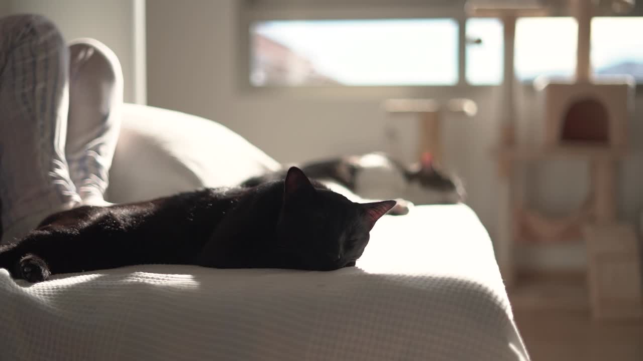 고양이가 집 안에서 소파에 앉아 잠을 자고 있다