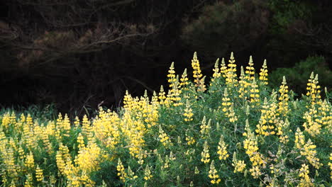 yellow bush lupine growing in the wild