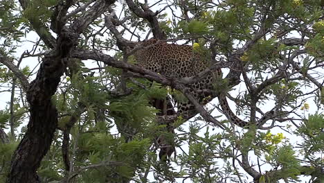 female leopard feeds on kill in a tree as wind blows through leaves and branches in greater kruger national park in south africa