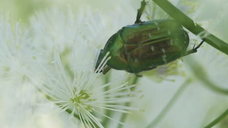 Green-rose-chafer-cetonia-aurata-eating-pollen-on-flower-macro-close-up