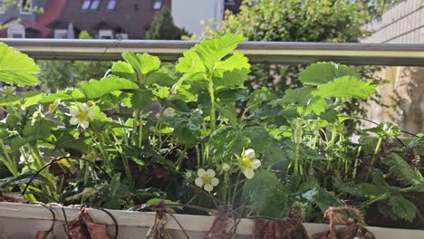 Toma-Estática-De-Plantas-De-Fresas-En-Flor-Siendo-Rociadas-Intensamente-Con-Agua.