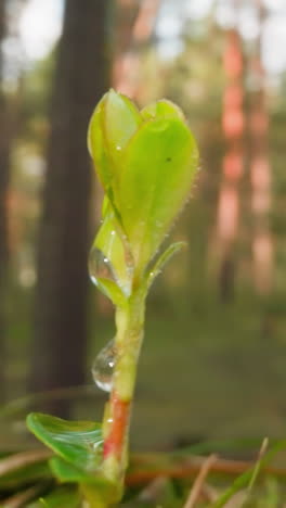gentle sprout grows in forest under blue sky. wet young shoot of plant after rain in spring. morning freshness on green lawn on blurred background
