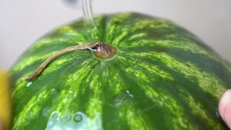 lavar la sandía bajo agua fría del grifo