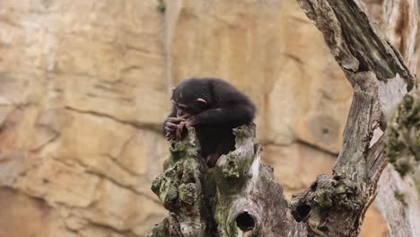 Herrliches-Beispiel-Einer-Naturalistischen-Umgebung-Von-Affen