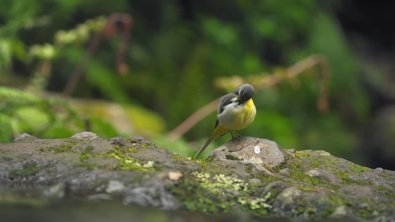 Ballerina gialla (Motacilla cinerea) che agita la coda vicino al ruscello nella foresta di alloro dell'isola di Madeira, Portogallo