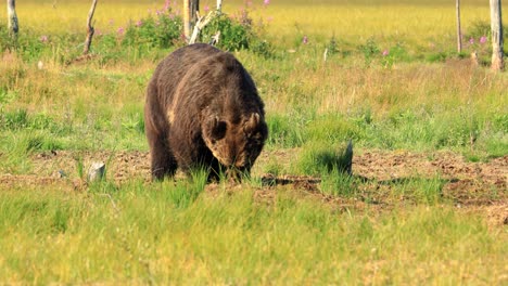 brown bear (ursus arctos) in wild nature is a bear that is found across much of northern eurasia and north america. in north america, the populations of brown bears are often called grizzly bears.