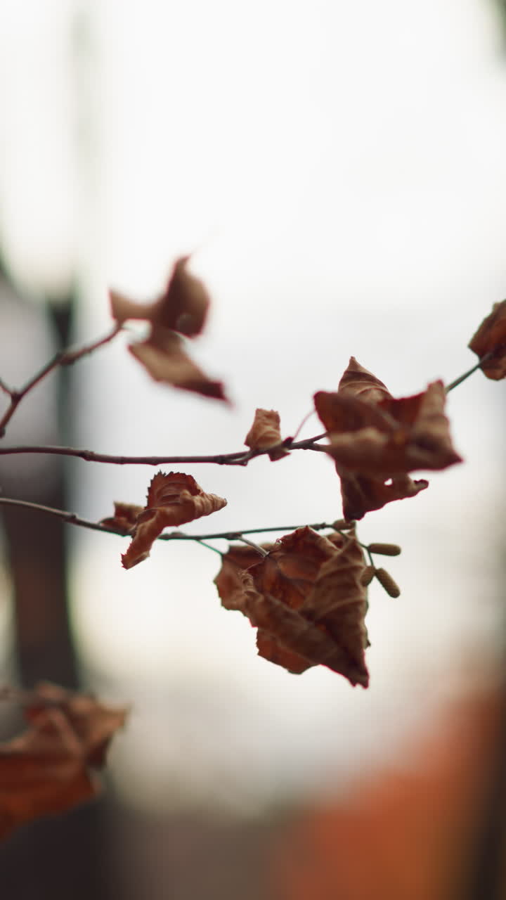 las hojas secas se aferran a las ramas delgadas, balanceándose suavemente en la brisa contra un fondo borroso de enfoque suave, bordes nítidos y rizados y textura quebradiza resaltan la transición de las estaciones