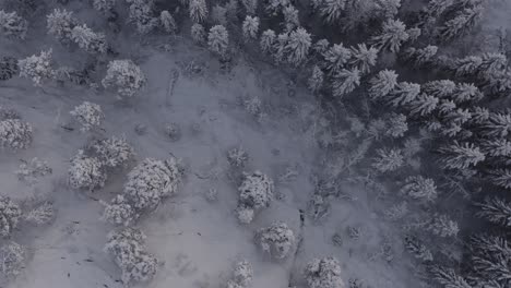 Rotating-Over-Forest-Covered-With-Snow-In-Wintertime