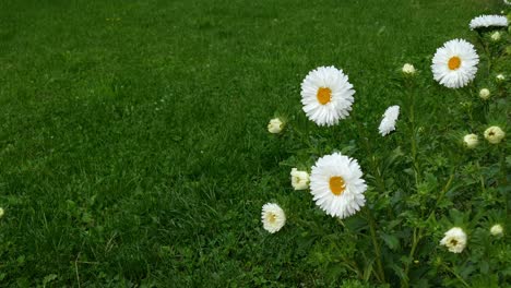 bee collects pollen on white daisy - green meadow background