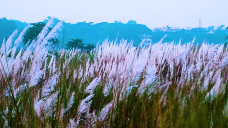 field of pink kaash flowers moving in a light wind with trees in the background in bangladesh, india in autumn 4k