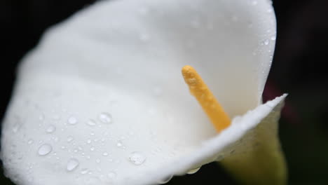 Un-Lirio-De-Cala-Se-Cubre-Con-Gotas-De-Agua-1