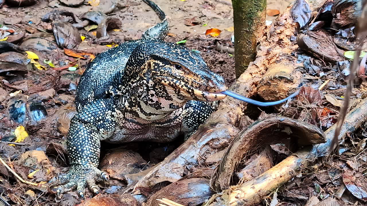 Asian monitor lizard reptile wildlife up-close species in Koggala Lagoon Sri Lanka