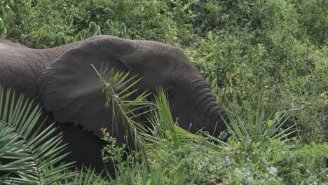 Afrikanischer-Elefant-Ernährt-Sich-Von-Grünen-Blättern-Im-Tropischen-Wald-In-Uganda