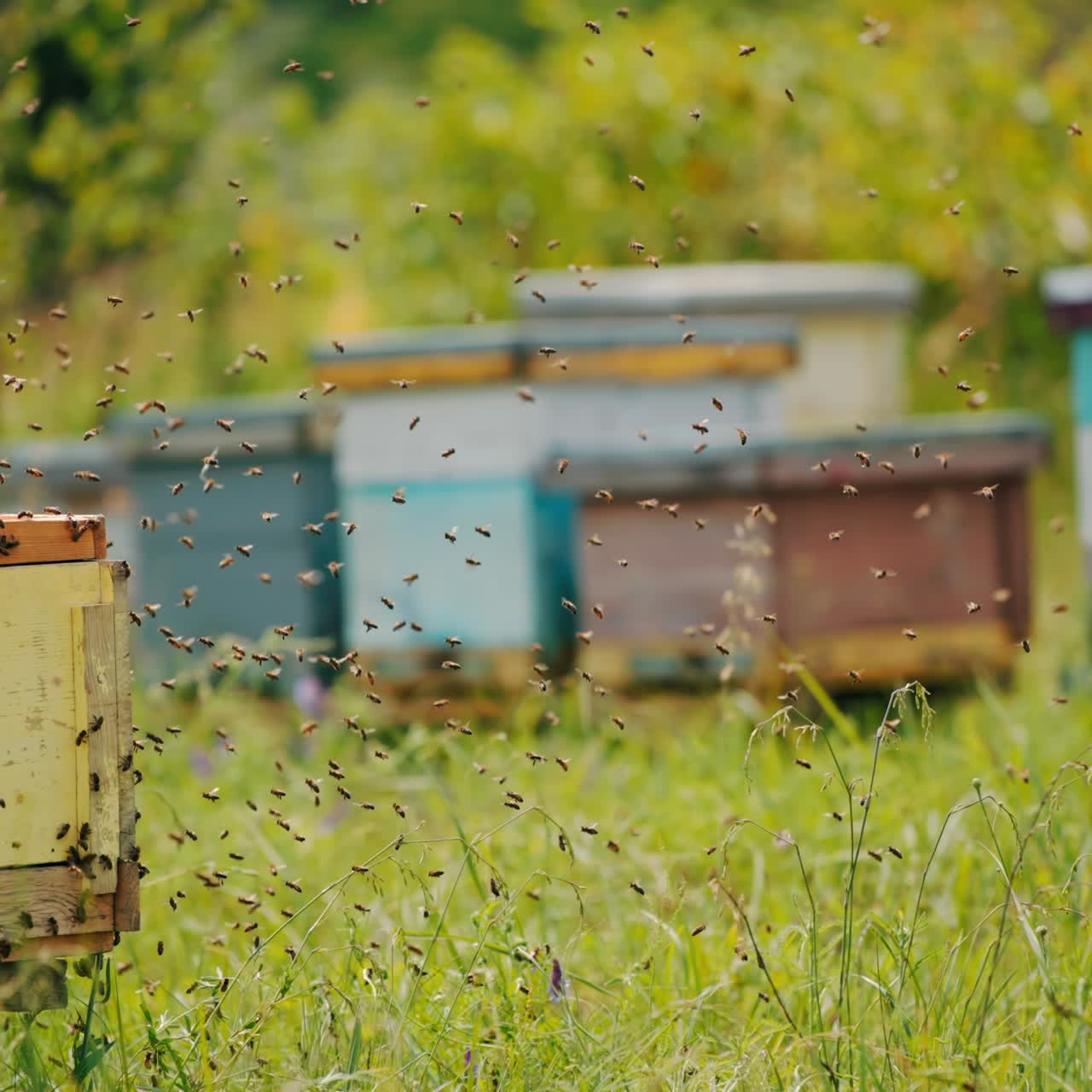 Air in the little apiary filled with numerous bees that were disturbed. Bee swarm flying around the bee farm. Blurred backdrop