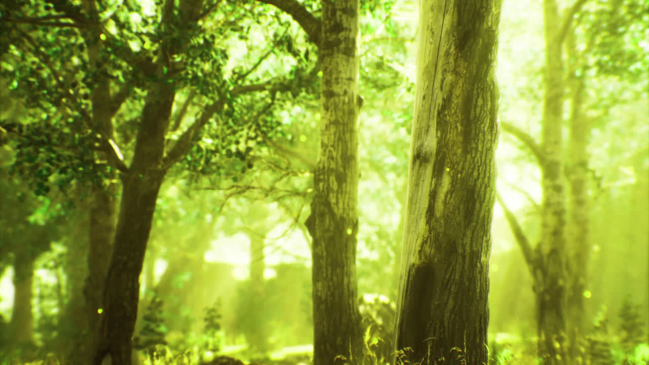 Sunlight streaming through lush green trees in a tranquil forest setting