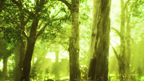 sunlight streaming through lush green trees in a tranquil forest setting