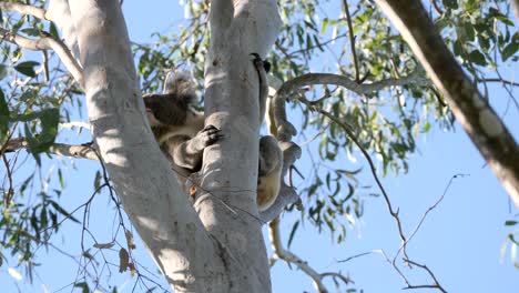 Australian-Koala-clinging-to-a-Eucalyptus-tree-slowly-wakes-up-from-sleeping-and-looks-around