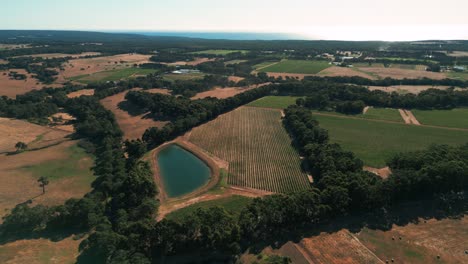 Un-Dron-Disparó-Sobre-Viñedos-En-La-Región-Vinícola-Del-Río-Margaret-En-Australia-Occidental-En-Verano