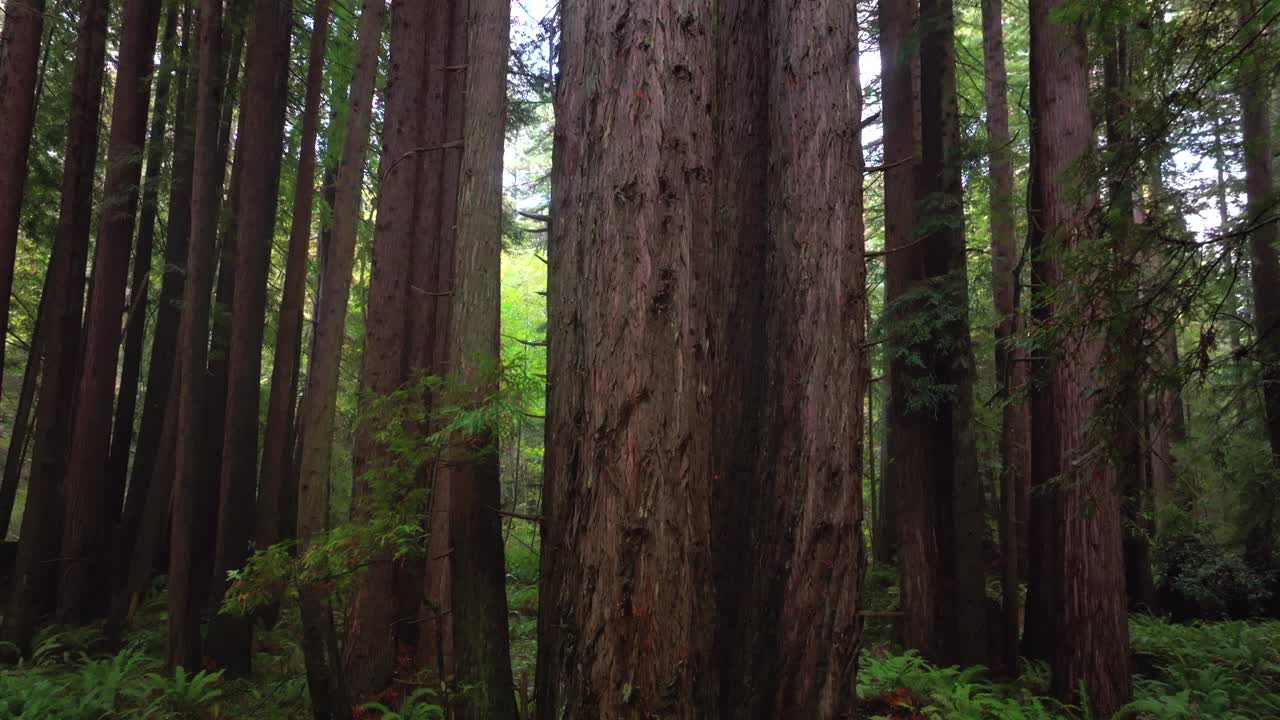Look up Redwoods forest mist fog rain aerial drone California Redwood National and State Parks USAL Beach giant sequoia tallest tree dense green foliage Lost Coast Trail nature landscape pan up motion