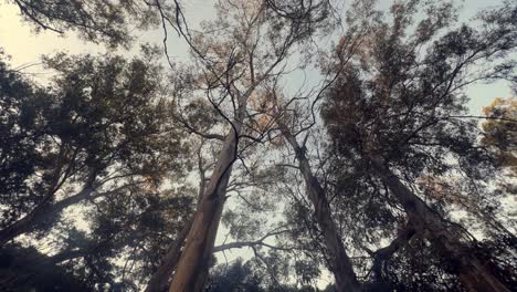 pasear con una perspectiva aérea, admirar las copas de los árboles que pasan, mostrar la experiencia de viajar a lo largo de las carreteras y disfrutar de la belleza de la naturaleza