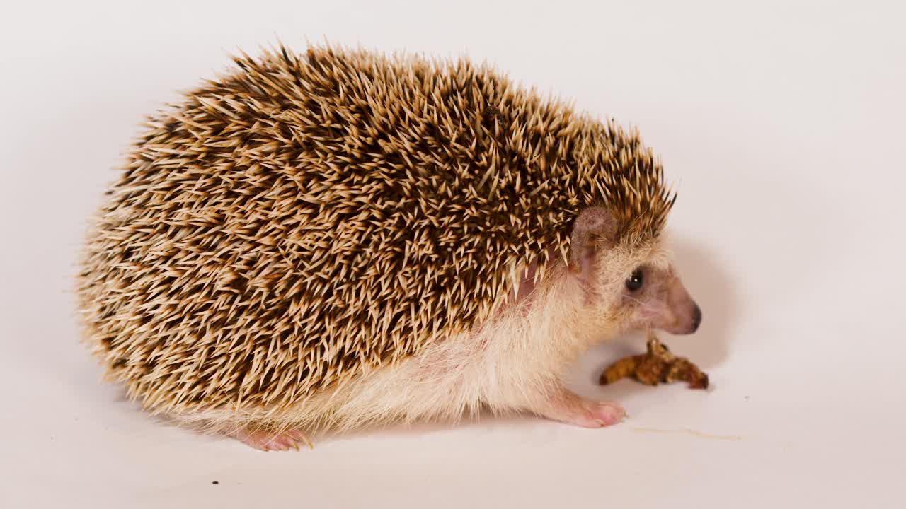 Un riccio pigmeo africano domestico mangia una larva di verme della farina su uno sfondo bianco semplice da studio