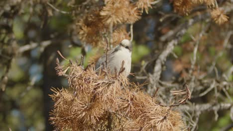 canada jay in tree singing peacefully on sunny day