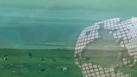 Black-and-white cows being shown grazing on green coastal hillside, mesh grid overlaying right side