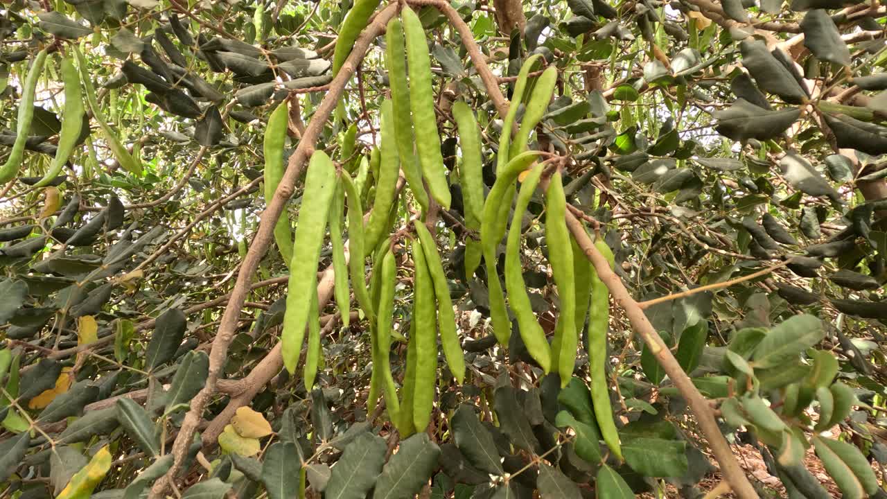 árbol de algarrobo a la luz del sol con tallos de frutas colgando de ramas