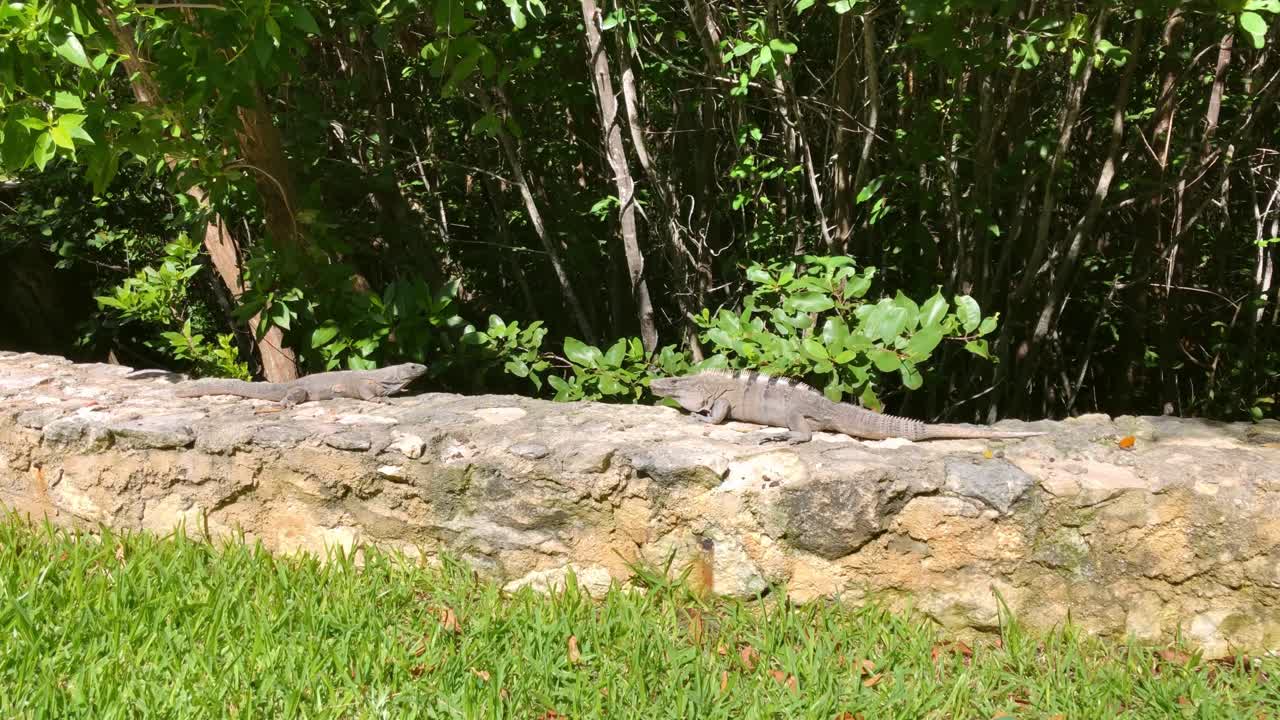 una iguana en un muro de piedra frente a un bosque