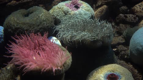 underwater world life landscape coral reef