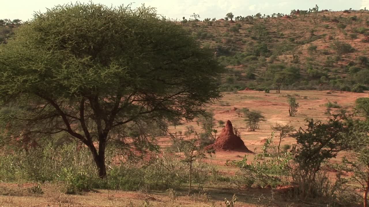 Wide savanna view on Ethiopia’s Borana Plateau with a prominent red termite mound beneath a sprawling acacia tree, scattered shrubs, and rolling, semi-arid hills in soft afternoon light