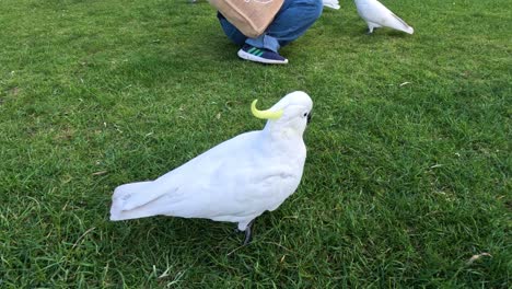 cockatoos exploring grass near people on great ocean road