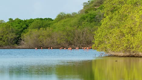 wide angle static view of flamingo flock feeding in secluded area with dense mangroves