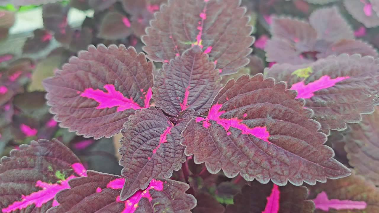 Close Up of Purple Coleus Leaves Growing in a Garden