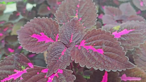 close up of purple coleus leaves growing in a garden