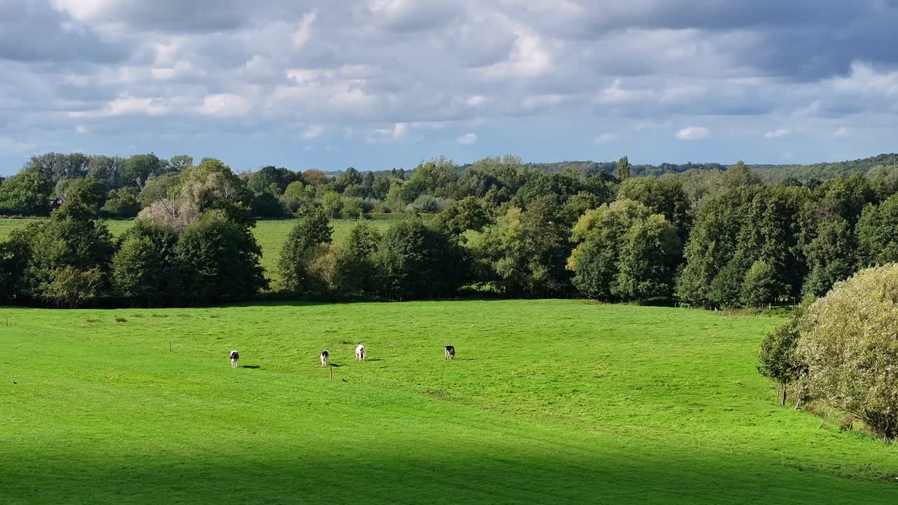 hermoso día cálido, paisaje rural de árboles y ganado pastoreando