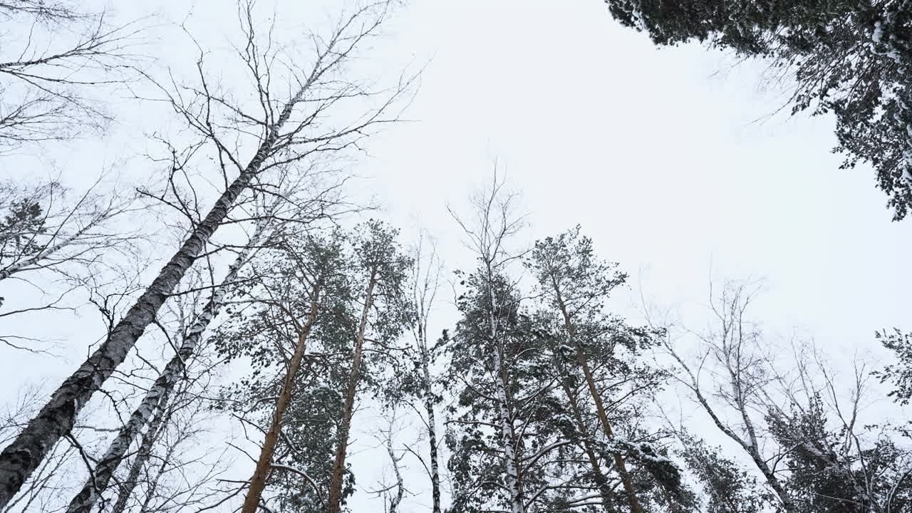 눈 인 숲의 나무