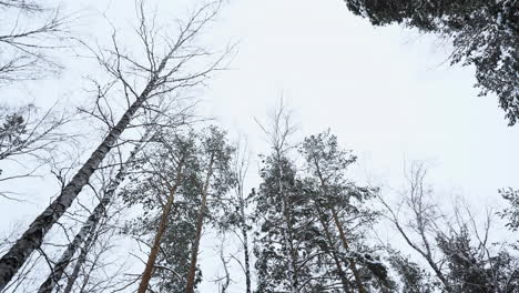 árboles del bosque nevado