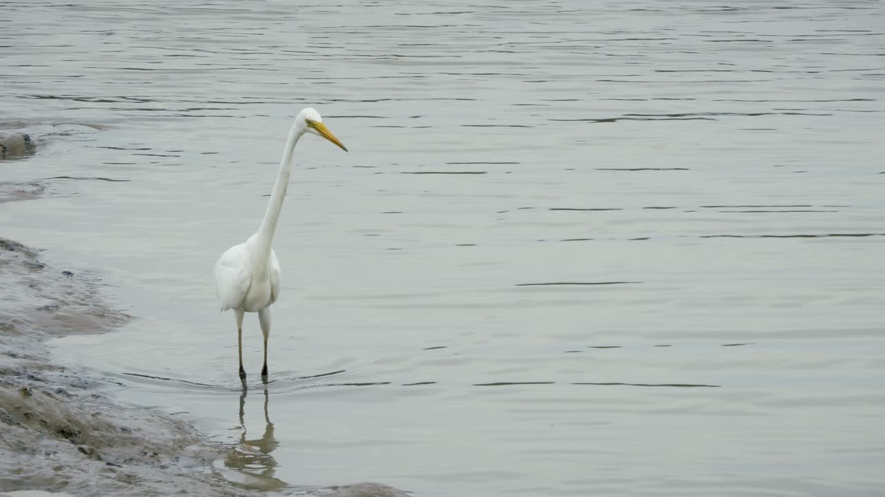 A great egret gracefully hunts tranquil waters showcasing nature's elegance and wildlife's intricate beauty